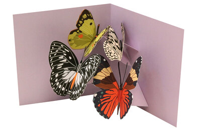 0 PopUp postikortti Four Butterflies