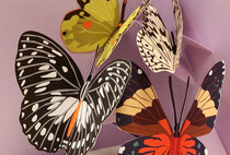 0 PopUp postikortti Four Butterflies